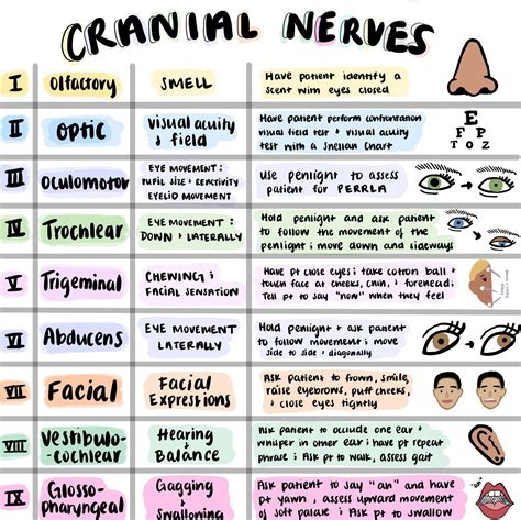 cranial nerve examination video